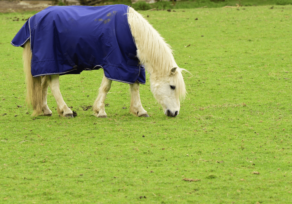 how to prevent laminitis in horses